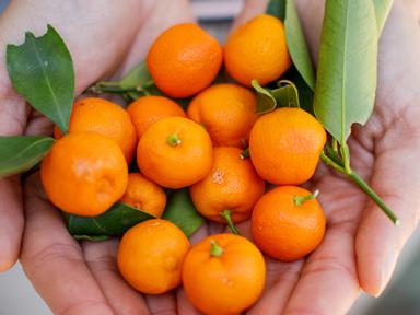 Sydney Living Museums has teamed up with artisan food producers- educators and foragers who will share original seasonal...