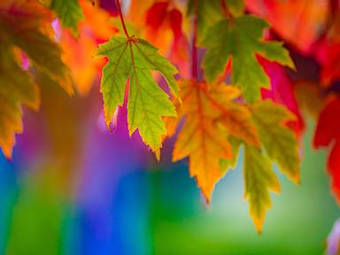 Come experience and capture the vibrant autumn colours of the Adelaide Hills as the maples transition from deep greens t...