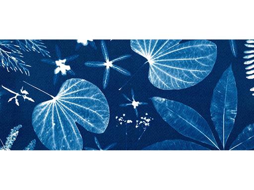 Learn the art of cyanotype - making photographic negative style prints using sunlight, water, and sun sensitive paper. L...