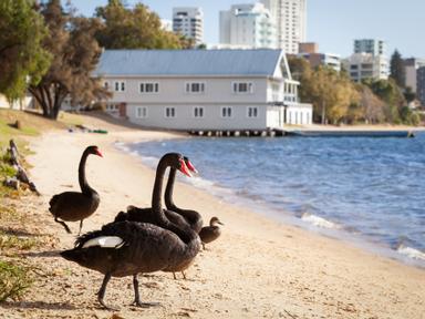 A community concert featuring an Aboriginal dance group, multicultural performances and classic Aussie rock. Food trucks...