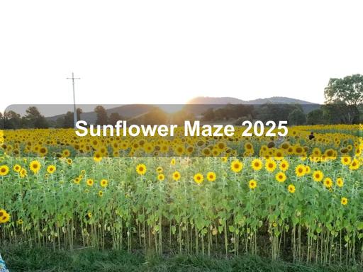 Step into a sea of golden blooms and lose yourself in the Sunflower Maze, a one-of-a-kind outdoor adventure at Majura Valley Farm, just ten minutes from Canberra's CBD