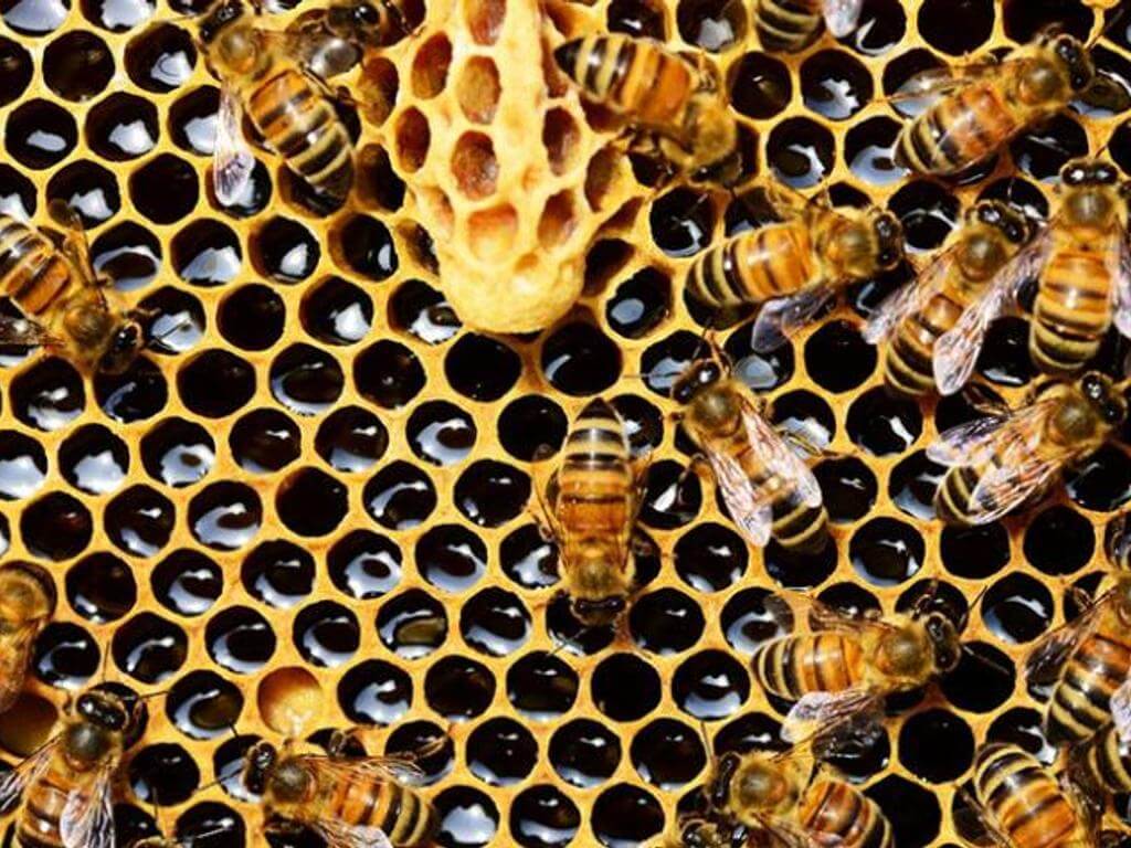 Sustainable Living: Backyard beekeeping 2021 | Mcdowall