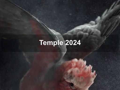 Temple is an immersive, reflective audiovisual installation that pays homage to the expressive and idiosyncratic native cockatoo