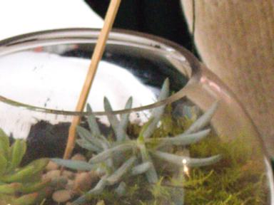 Create a lush miniature jungle in one of our longest-running and popular workshops. Terrariums have been enchanting us s...