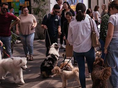 The monthly District Makers Market is back by popular demand and they're kicking it off with a dog market.Bring your fur...