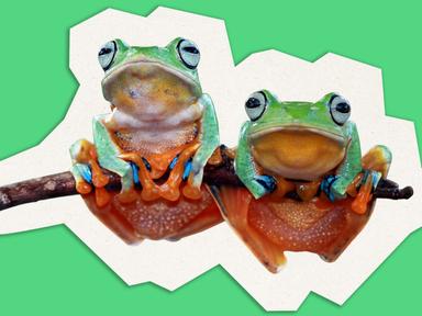 Who knew frogs could be so mean? Sure, they sang well, and it was kinda funny, but fuck it was bleak!'The world is on f... Who knew frogs could be so mean? Sure, they sang well, and it was kinda funny, but fuck it was bleak!'The world is on f...