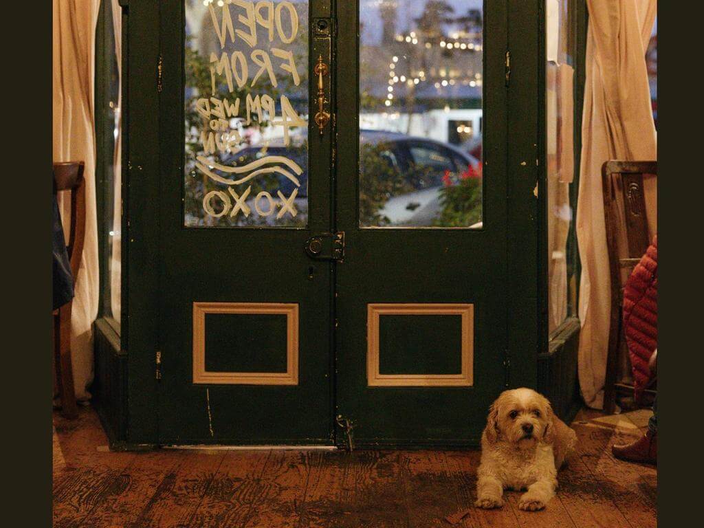 The Olivia Hotel - Pop up - Dog toy library 2023 | Adelaide