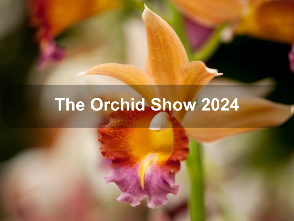 The Orchid Show 2024 | Bronx Ny