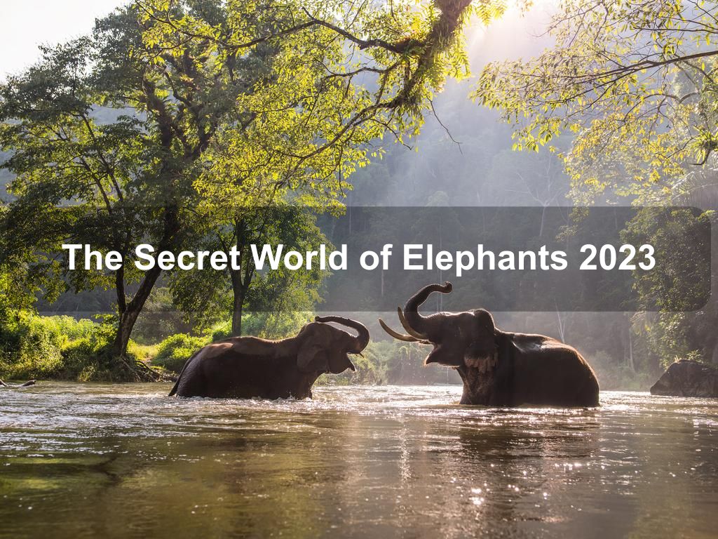 The Secret World of Elephants 2025 | What's on in Manhattan NY