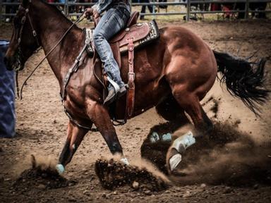 The Gil Mathew - Wagga Pro Rodeo - February 2020