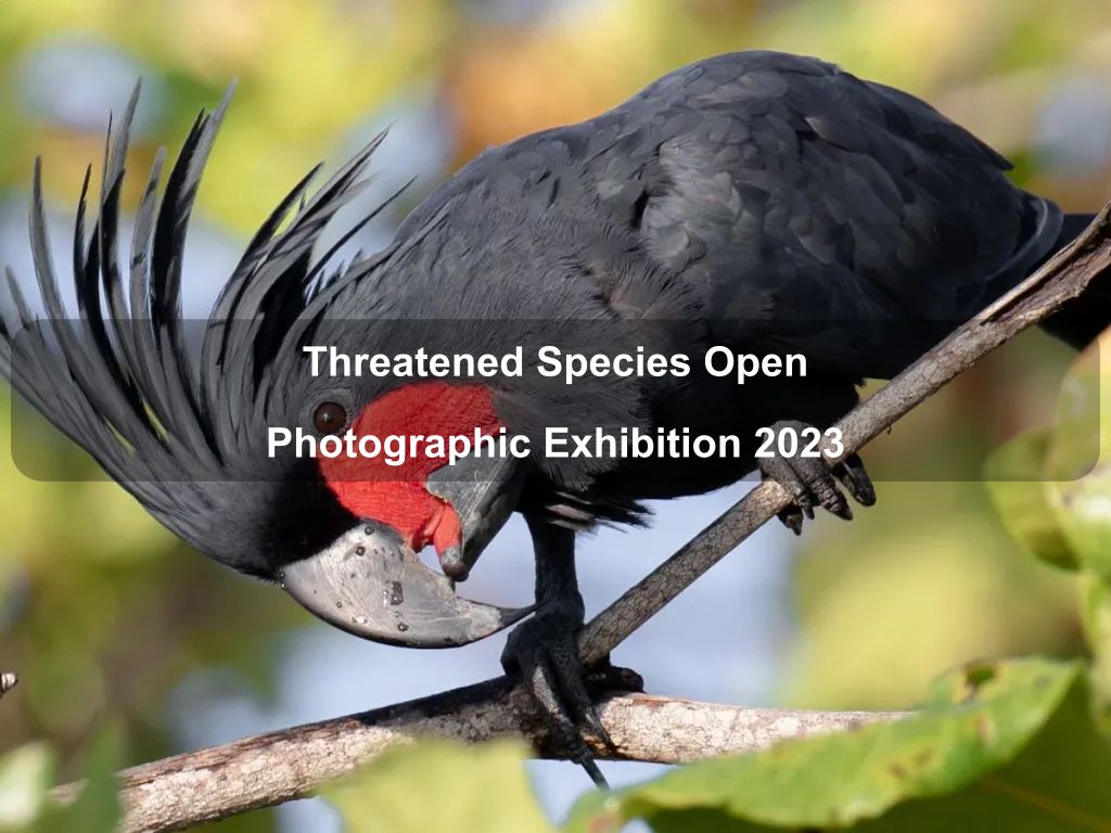 Threatened Species Open Photographic Exhibition 2023 | What's on in Throsby