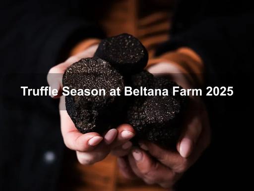 Winter is truffle time at Beltana Farm, and it's one of the best ways to enjoy Canberra's cold months