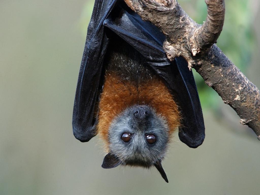 Twilight walk - International Bat Appreciation Day 2026 | What's on in Brisbane City