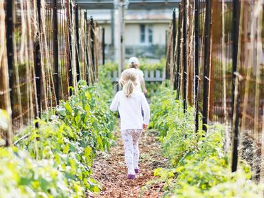 Take a tour of the farm- get into some hands-on farming experience weeding- planting and harvesting. Observe and discuss...