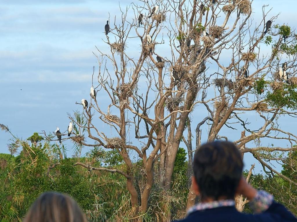 Walking tour: urban birdwatching and history 2021 | What's on in Centennial Park