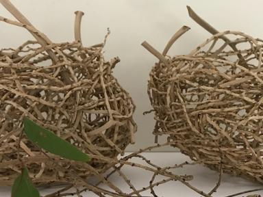Using a variety of grasses- vines and inflorescence for weaving- we will construct a traditional basket or perhaps somet...