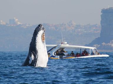 Join Whale Watching Sydney as they take on the open ocean in search of nature's most majestic creatures during the 2025 ... Join Whale Watching Sydney as they take on the open ocean in search of nature's most majestic creatures during the 2025 ...