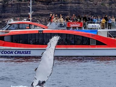 Sydney is the envy of Australia with a whale watching season that lasts over five months of the year. Over 20,000 Humpba...