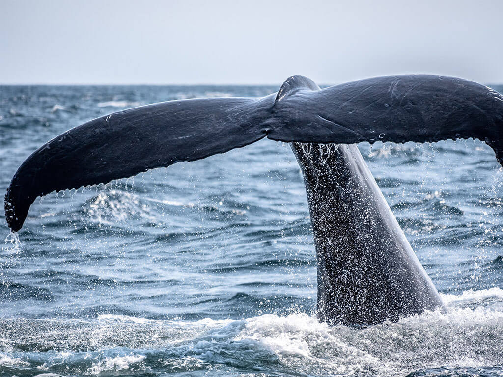 Whale watching tours 2020 | Darling Harbour