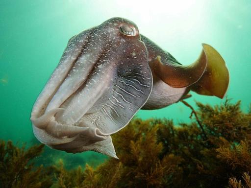 Join the 'Cuttlefish Camouflage' Challenge at the Whyalla Visitor and Information Centre, running every day throughout c...