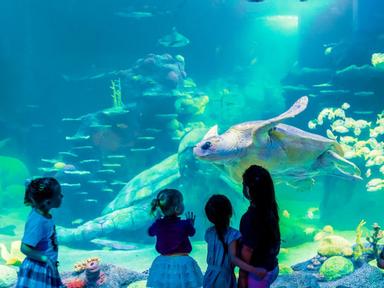 Head over to the WILD at Home Hub to explore all things Aussie animals- sea creatures and holiday fun! Dive in and disco...