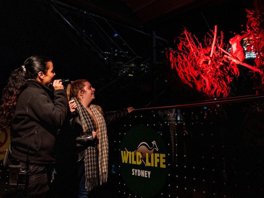 Wild Nights Zoo Tour 2023 | What's on in Darling Harbour