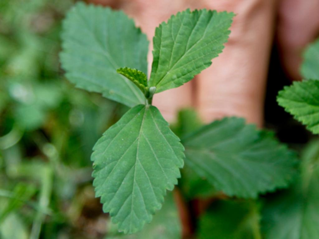 Wild weeds foraging workshop 2021 | What's on in Sydney