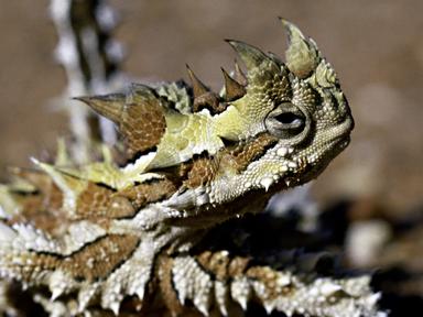 Western Australian animals have been targeted as pests by locals and farmers. Some have been exploited for profit and hu...