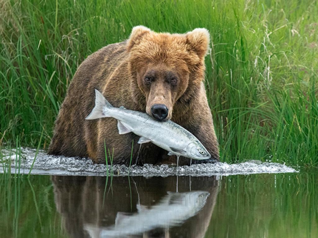 Wildlife Photographer Of The Year 2021 Sydney