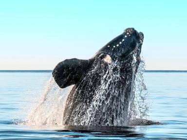 Winter Whale Fest is a month-long Festival celebrating the arrival of the Southern Right Whales on the Fleurieu Peninsul...