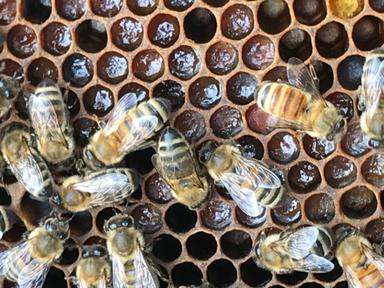 Come and celebrate the vital role that bees play in our food supply on World Bee Day, Saturday 20th May (8am-12pm), at t...