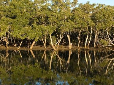 Come help celebrate the 7th anniversary of World Mangrove Day with the Environment Centre Volunteers of Boondall Wetland...