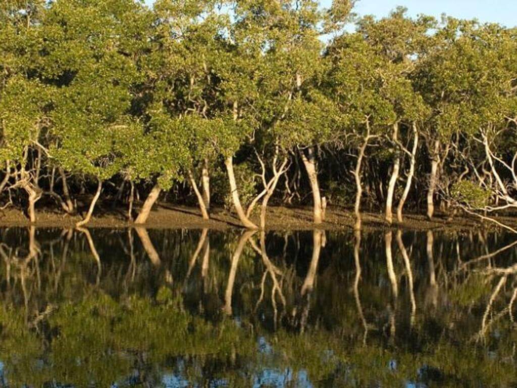 World Mangrove Day Celebration 2022 | What's on in Boondall