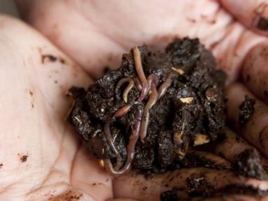 Did you know that more than a third of waste in household red lid bins is food waste?Worm farming is a great way to deal...