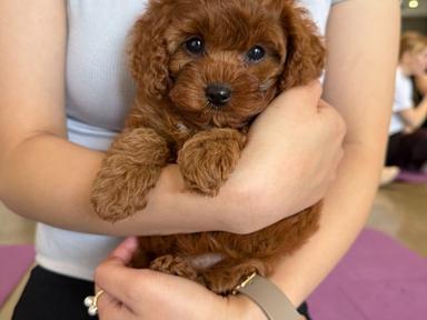 Welcome to Yoga Paws Sydney, where we bring yoga to life with adorable puppies every single weekend!