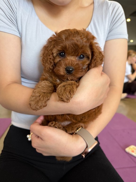 Yoga Paws Sydney 2025 | What's on in Sydney Yoga Paws Sydney 2025 | What's on in Sydney