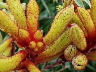 This is a free youth program to engage young people interested in gardening and learning about local Gadigal native plan...