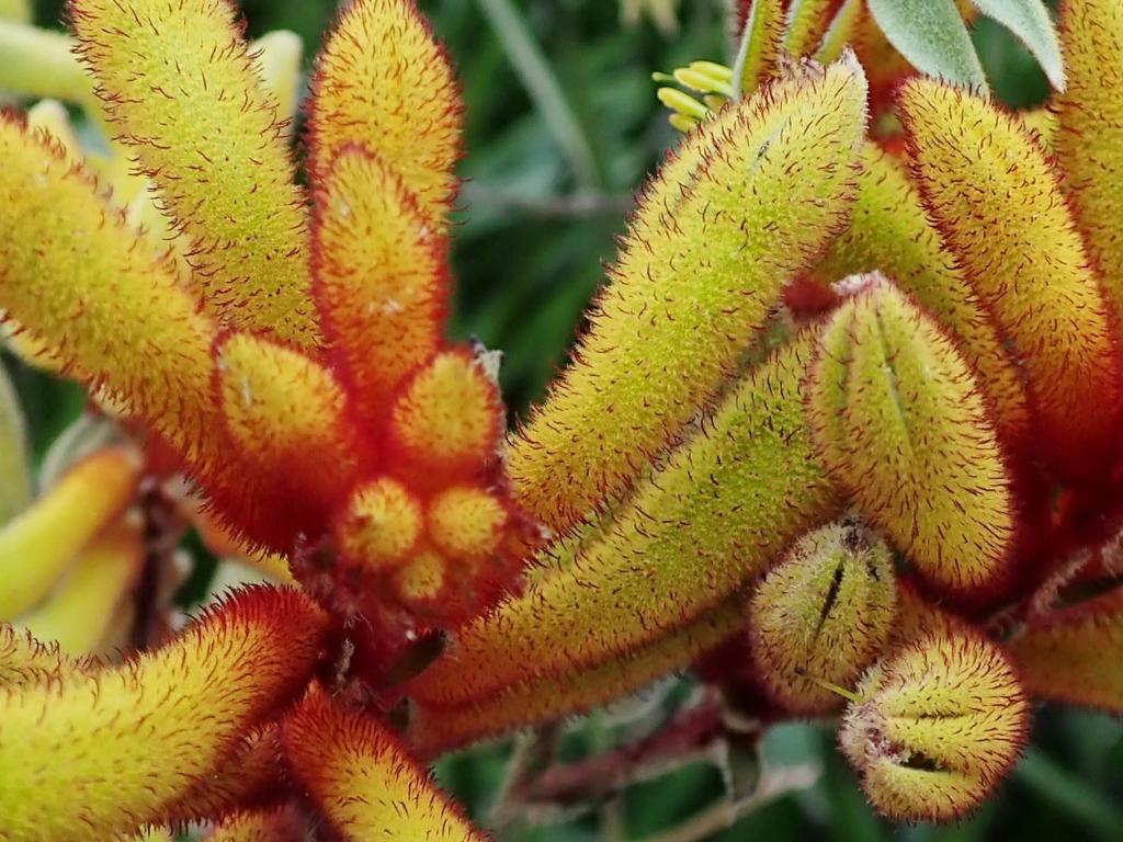 Youth Gardening and board games at Glebe 2026 | What's on in Glebe