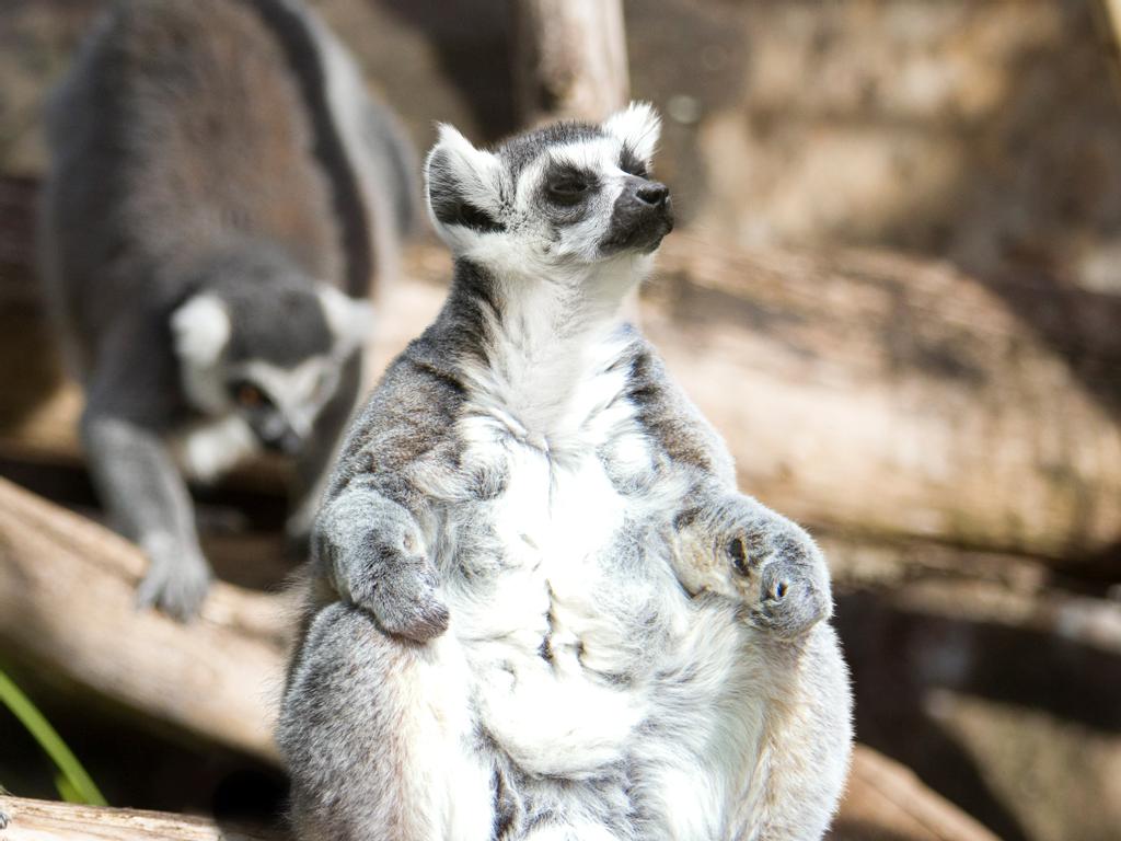 Zen at the Zoo Yoga Trail at Adelaide Zoo 2022 | What's on in Adelaide