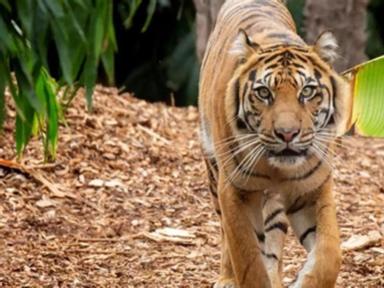 Zoos Victoria is bringing the zoo to you with learning activities, resources, webinars and live stre
